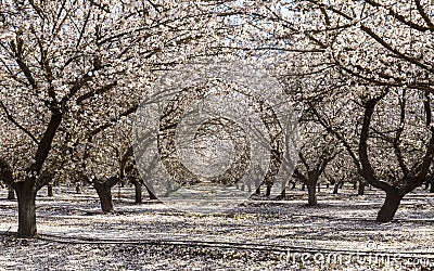 Almond Blossom in Modesto, California Stock Photo