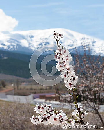 Almond blossom in the Sierra Nevada Stock Photo