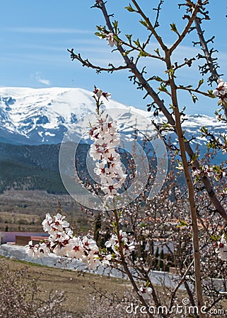 Almond blossom in the Sierra Nevada Stock Photo