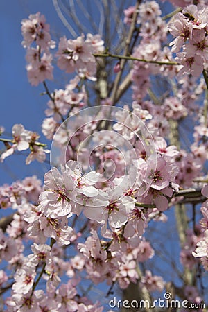 Almond blossom in spring in Bulgaria Stock Photo