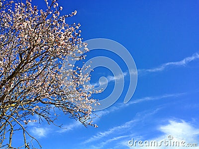 Almond blossom , spring pictures Stock Photo