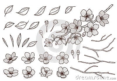 Almond blossoms hand drawn set. Spring flowers leaves ,buds and branches collected. Sakura,cherry, apple tree,plum Vector Illustration