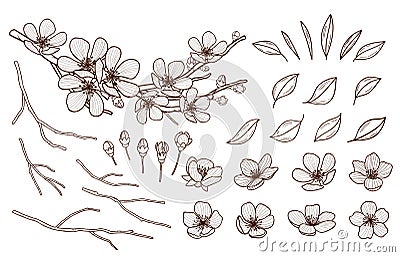 Almond blossoms hand drawn set. Spring flowers leaves ,buds and branches collected. Sakura,cherry, apple tree,plum Vector Illustration