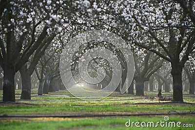 almond farm flower Stock Photo