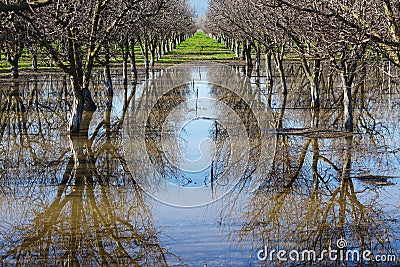 Almond farm Stock Photo