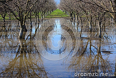 Almond farm Stock Photo