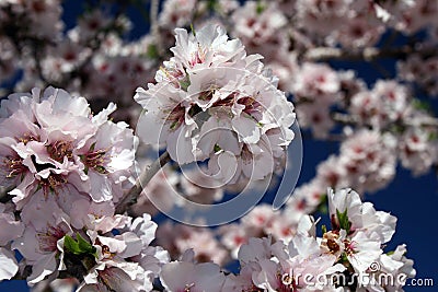 Almond flower Stock Photo