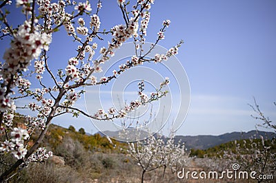 Almond flower trees field pink white flowers Stock Photo