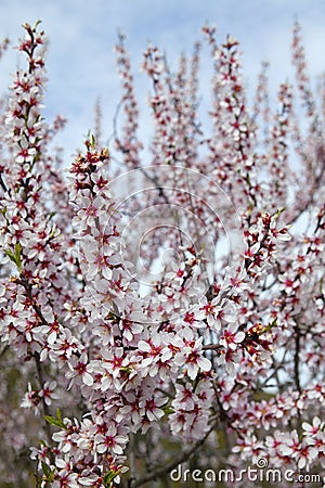 Almond flower trees field in spring season Stock Photo