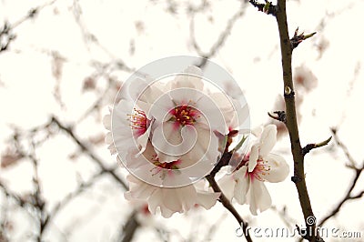 Almond flowers Stock Photo