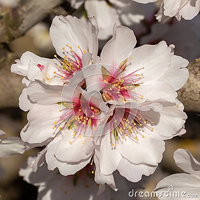 Almond Flowers Blooming in Modesto California Stock Photo