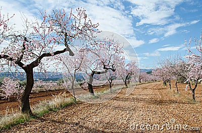 Almond flowers Stock Photo