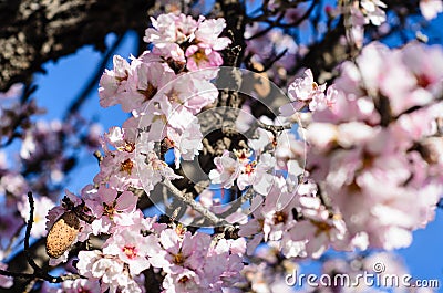 Almond flowers Stock Photo