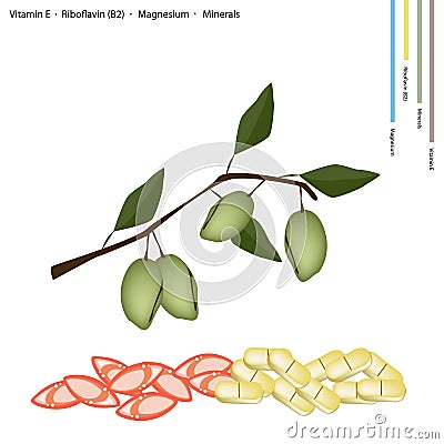 Almond Fruits with Vitamin E, Riboflavin and Minerals Vector Illustration
