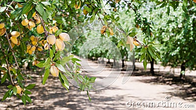 Almond Nuts Tree Farm Agriculture Food Production Orchard California Stock Photo