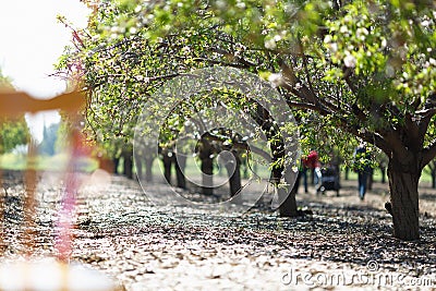 Almond Orchard with bare trees in Winter Stock Photo