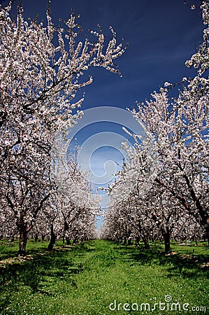 Almond Orchard In Bloom Stock Photo