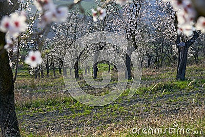 Almond Orchard with Springtime Blossoms. Stock Photo