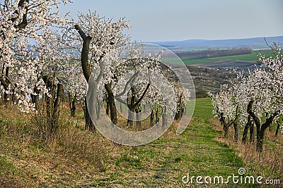 Almond Orchard with Springtime Blossoms. Stock Photo