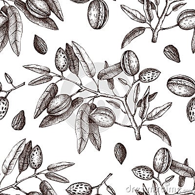 Vector Almond background. Hand drawn nut tree sketch. Botanical seamless pattern. Vintage tonic plant drawing. Stock Photo