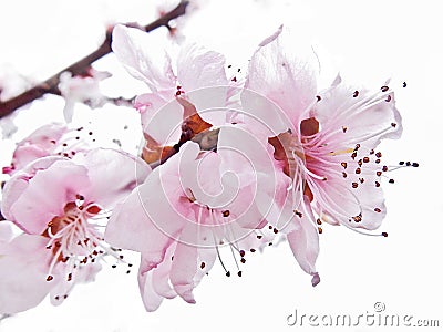 Almond pink flowers immersed in light Stock Photo