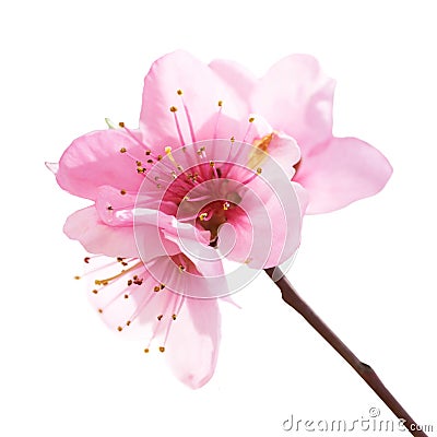 Almond pink flowers Stock Photo