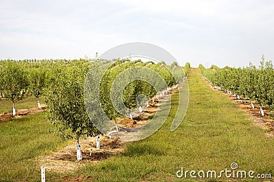 Almond plantation Stock Photo
