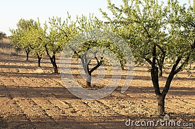 Almond plantation trees Stock Photo