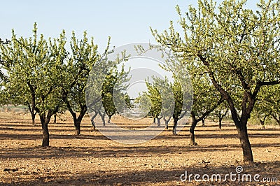 Almond plantation trees Stock Photo