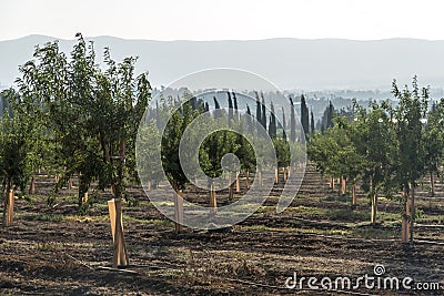 Almond plantation trees Stock Photo