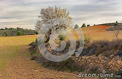 Almond Sentinel Stock Photo