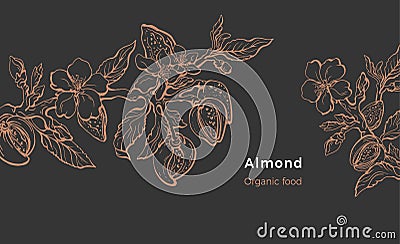 Almond template. Vector natural nut. Organic milk, oil Vector Illustration