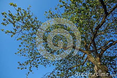 Tree view from below. Almond, Terminalia catappa. Bengal almond tree. Stock Photo