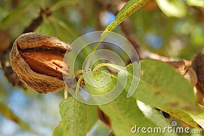 Almond on tree Stock Photo