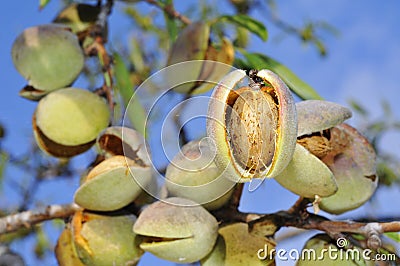 Almond tree Stock Photo