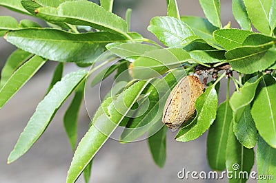 Almond tree Stock Photo