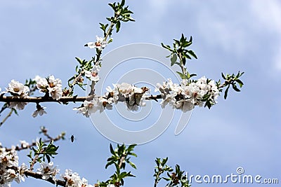 Almond Tree Stock Photo