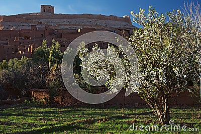 Almond tree and Ait Benhaddou Ksar Kasbah, Morocco Stock Photo