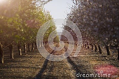 Almond-tree in bloom Stock Photo