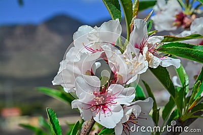 Almond tree on bloom. Spring flowers Stock Photo