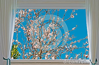 Almond tree and window Stock Photo
