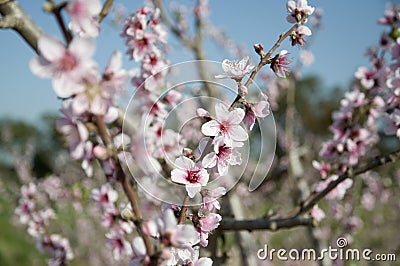 Almond tree blooming Stock Photo
