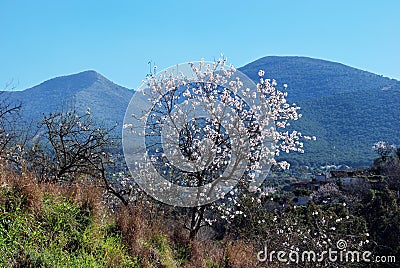 Almond tree in blossom, Andalusia, Spain. Stock Photo