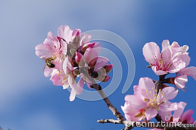 Almond tree blossoms Stock Photo