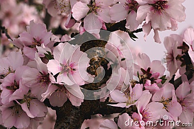 Almond tree blossoms pink flowers Stock Photo