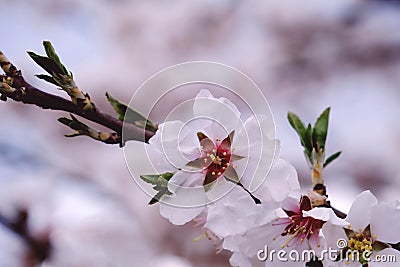 Almond tree blossoms Stock Photo