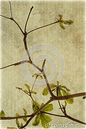 Almond tree branches on ribbed parchment Stock Photo