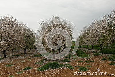 Almond tree farm in spring bloom in the spring Stock Photo