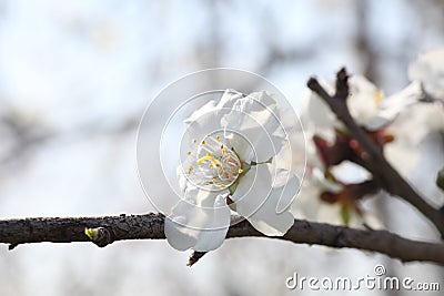 Almond tree flowers Stock Photo
