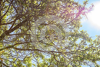 Almond tree fresh folliage against sun and blue clear sky background Stock Photo